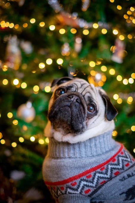 Christmas Dog