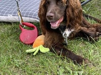 Help pay for school Therapy Dog Arthur’s training by supporting special sale