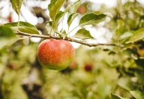 Orchard open day a success