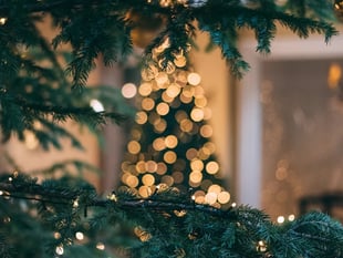 Click and collect Christmas tree offer