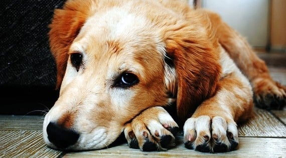 Beware of lost-dog Facebook scams