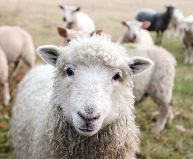 Fancy rearing some of your very own sheep?