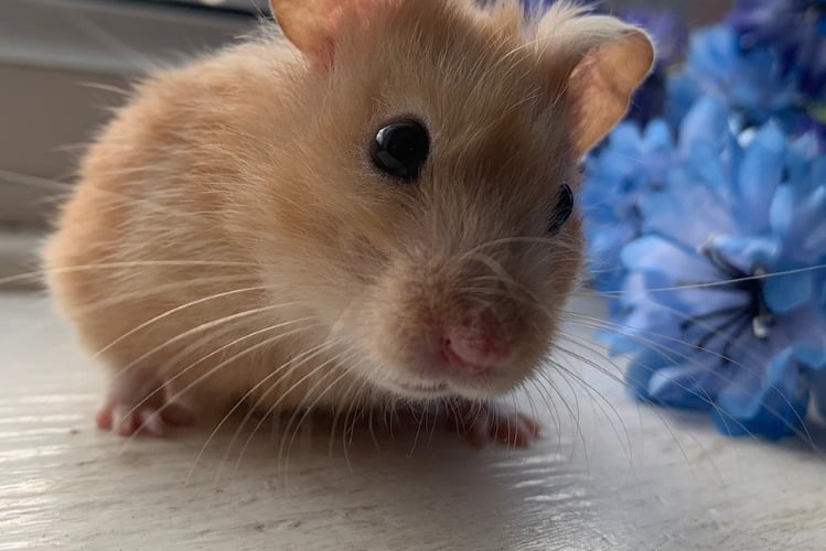 Hamsters go on show