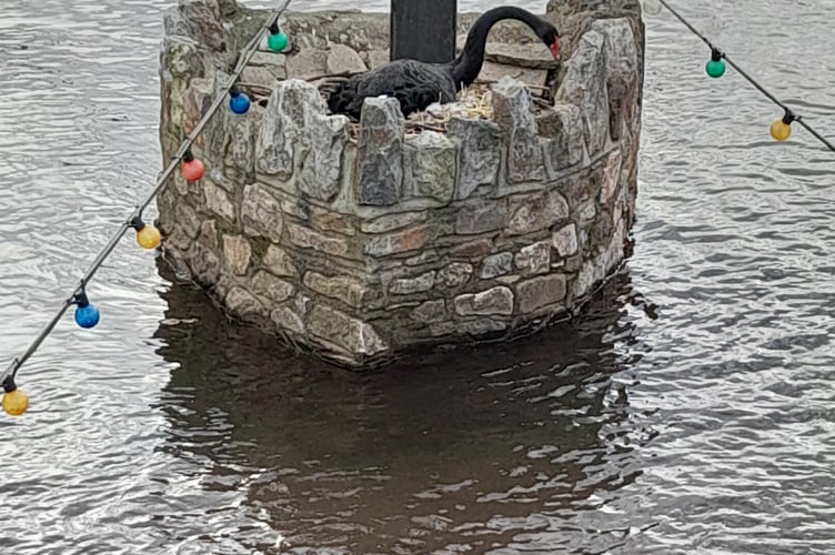 Dawlish Black Swans nesting