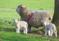 Increase of ‘livestock worrying’ incidents highlighted by Police
