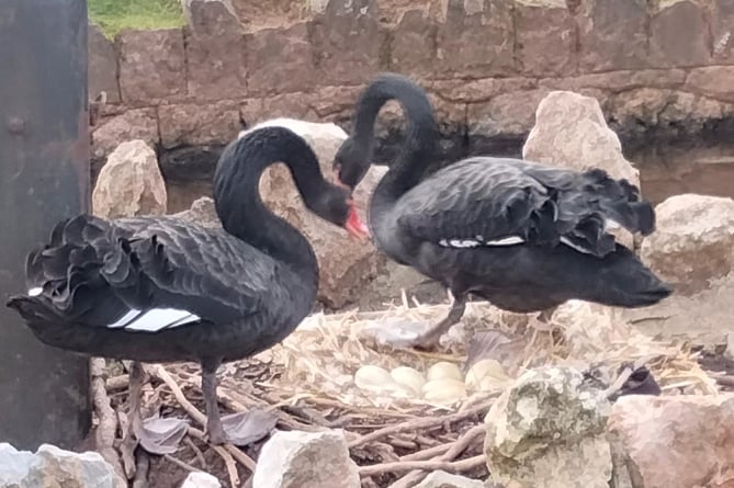 Reader Noreen Goodchild captured this image of the Dawlish black swans on their nest