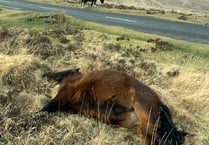 Pony road deaths highest in years