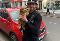 Police Buddy up with this gorgeous pup in Newton Abbot