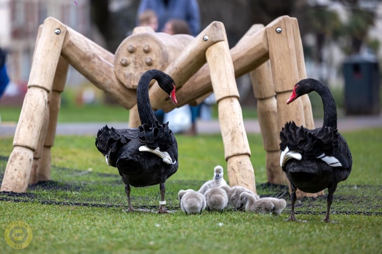 Black swans on the Lawn in Dawlish 