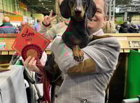‘Firecracker’ Monty wins big at Crufts