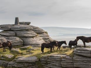 Dartmoor charity hosts free guided walks at Bellever
