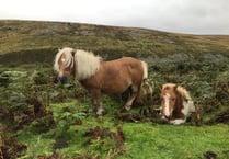 Farmers have a right to graze their sheep on the moors