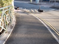 Swan family helped across main road 