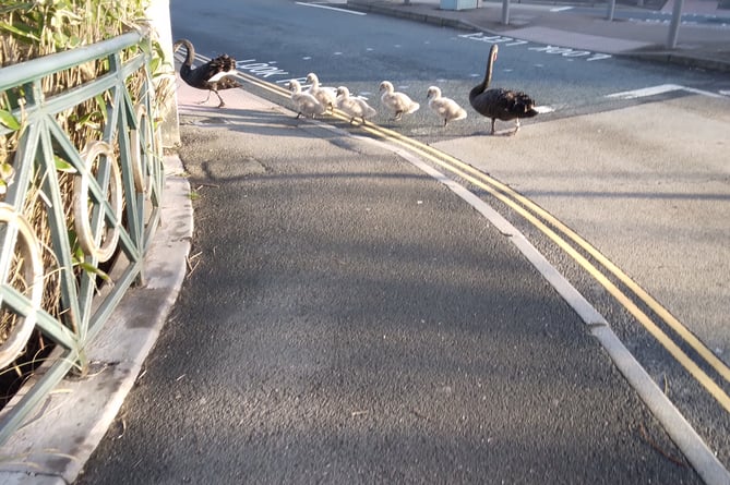 Dawlish swan family crosses main road 