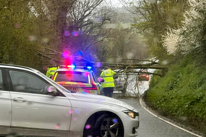 Storm Noa brings another tree down on the A379 near Exminster.Picture: Scott Williams (12-4-23)