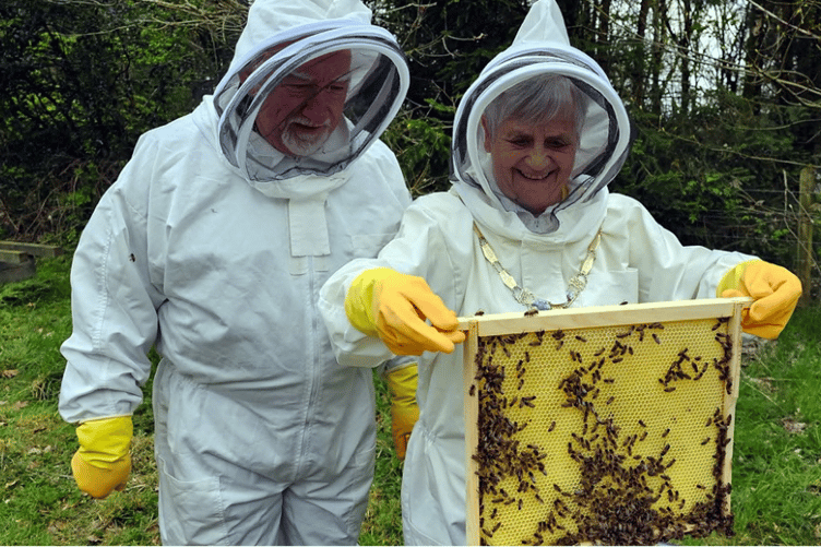Newton Abbot Mayor Cllr Carol Bunday and escort Cllr Mike Hocking study the bees