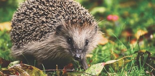 Help hedgehogs this Spring, charity says 