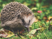 A garden reclaimed by nature opens again for charity