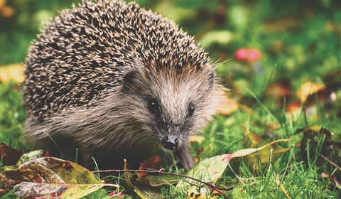 Charity shares tips ahead of Hedgehog Awareness Week