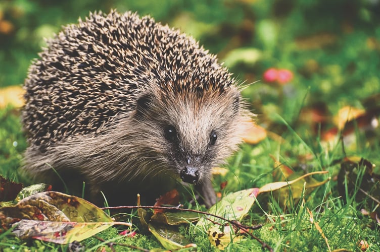 hedgehog highway stock image