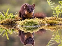 Why we must abandon pine martens rewilding plan