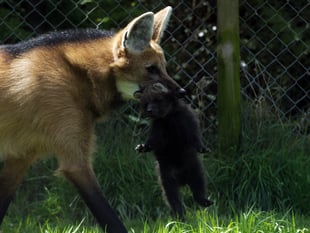 WATCH: Who could be afraid of this cute baby maned wolf?