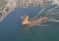 Scallop divers rescue young deer drowning in harbour