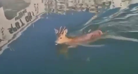 Three scallop divers rescued a young deer which fell into a harbour - pulling it out by its antlers. SWNS story  May 2023
