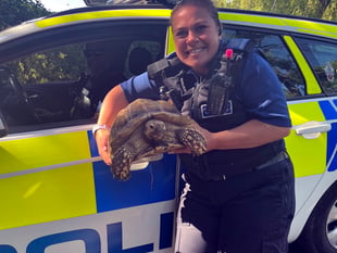 Darwin the tortoise has a brush with the law!