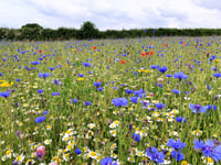 Green corridor would reflect Newton Abbot's meadow history