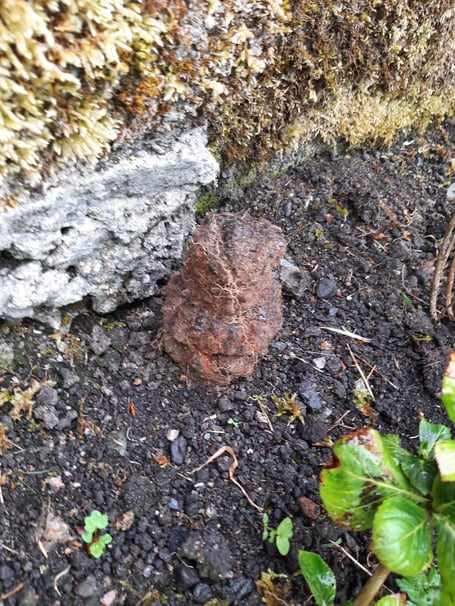 The grenade dug up in Princetown