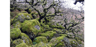 Ancient Dartmoor woodland will double in size