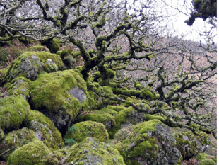 Ancient Dartmoor woodland will double in size