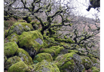 Ancient Dartmoor woodland will double in size