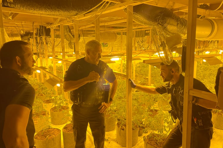A police raid on a former nightclub in Torquay seized 416 cannabis  plants.
Picture|: Police (5-7-23)