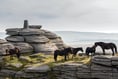 Competition to capture the charm of Dartmoor ponies in pictures