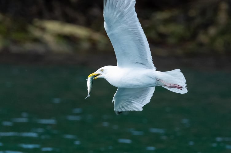 Devon Sea Safari
