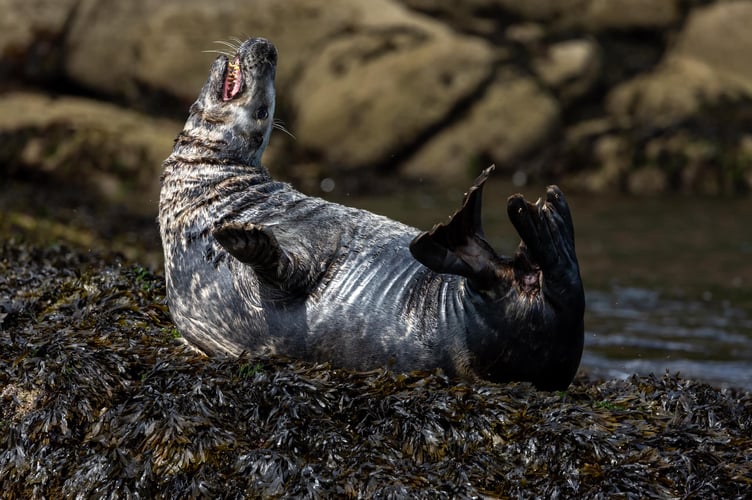 Devon Sea Safari