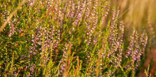 Join in with first nature walk around Chudleigh Knighton 
