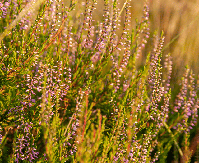 Join in with first nature walk around Chudleigh Knighton 