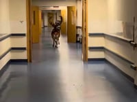 Watch as deer gallop through Plymouth Hospital corridors