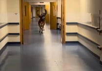 Watch as deer gallop through Plymouth Hospital corridors