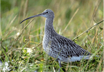 Curlew conservation programme on Dartmoor continues