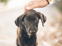 Council's temporary stray dog measures amid parvovirus