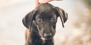 Council's temporary stray dog measures amid parvovirus