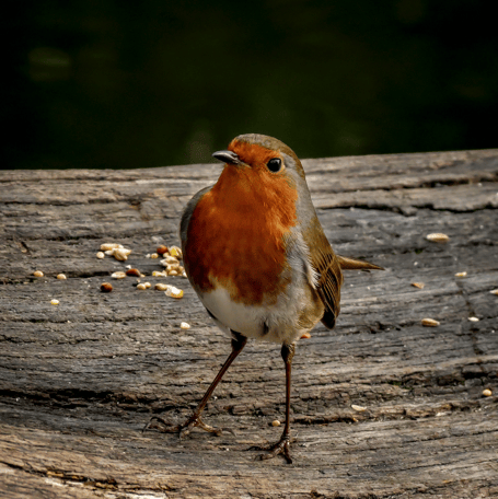 Stock image of a robin at Stover Country Park