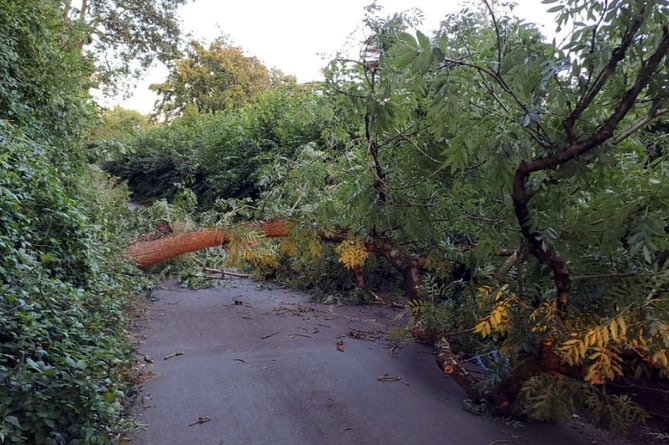 Tree in Dawlish felled by Storm Antoni.Picture: Devon County Council (7-8-23)