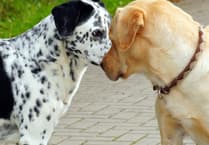 Join the Dog Day Out at Dawlish Warren!