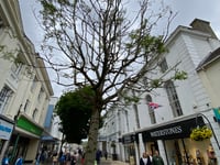 Town tree must be axed but will 'create pop-up meeting space'  

