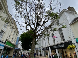 Town tree must be axed but will 'create pop-up meeting space'  

